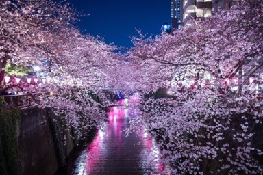 水元公園桜